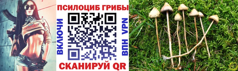MEGA ССЫЛКА  Губкин  Галлюциногенные грибы Psilocybe 